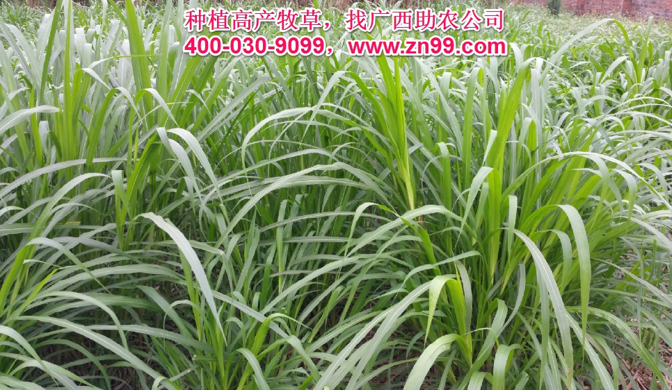 廣西助農2025年優質高產牧草品種報價一覽表，種植高產牧草，有效降低養殖成本，提高肉質提高效益！