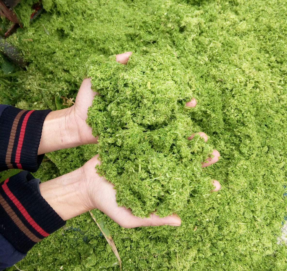 青綠牧草秸稈多功能超細粉碎打漿機小型中型大型各種機械齊全，養殖場夢想中的降低飼料成本的好機器