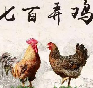 七百弄雞——一吃難忘的優質肉雞品種，廣西壯族自治區河池市大化縣特產，全國農產品地理標志