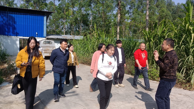 廣西家禽業(yè)協(xié)會(huì)韋鳳英會(huì)長在廣西助農(nóng)公司生態(tài)循環(huán)養(yǎng)殖基地發(fā)酵飼料生產(chǎn)區(qū)調(diào)研4.jpg