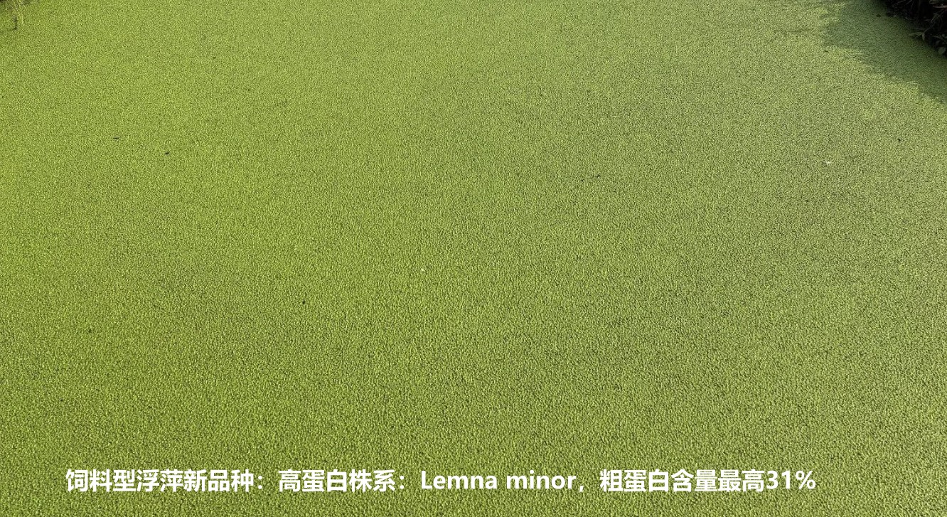 飼料型浮萍新品種：高蛋白株系：Lemna minor，國際編號7868，粗蛋白含量最高31%.jpg