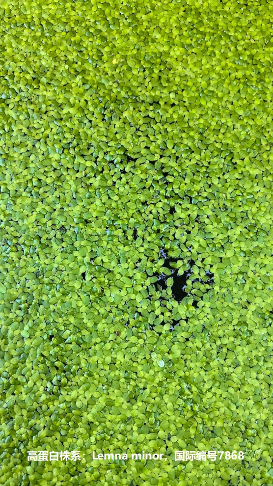 高蛋白株系：Lemna minor，國(guó)際編號(hào)7868.jpg