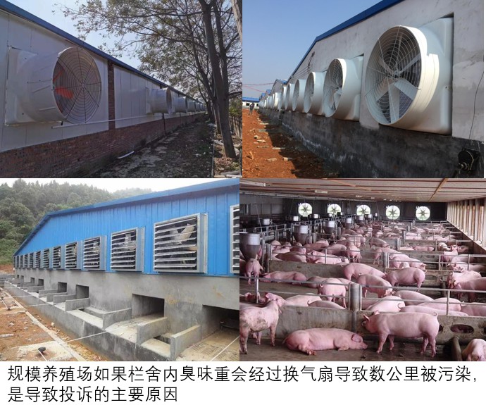 規模養殖場如果欄舍內臭味重會經過換氣扇導致數公里被污染，是導致投訴的主要原因.jpg