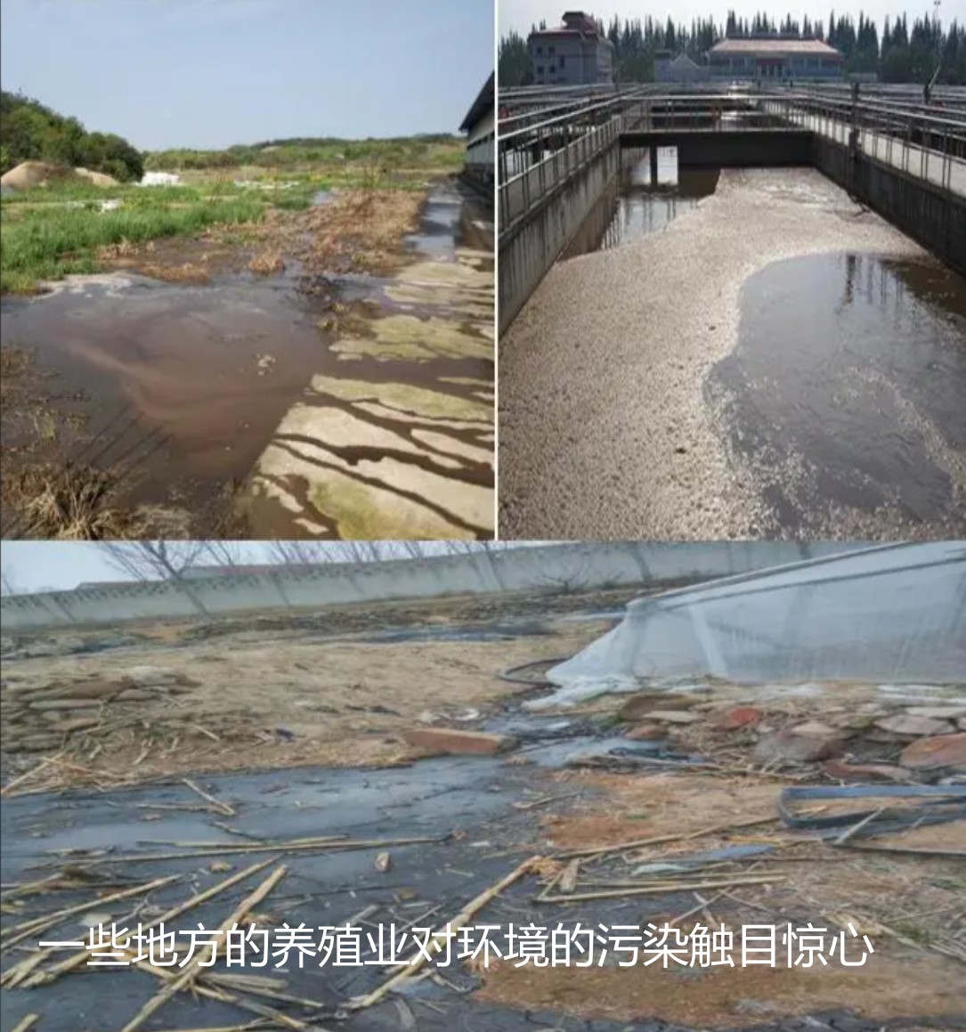 一些地方的養殖業對環境的污染觸目驚心.jpg