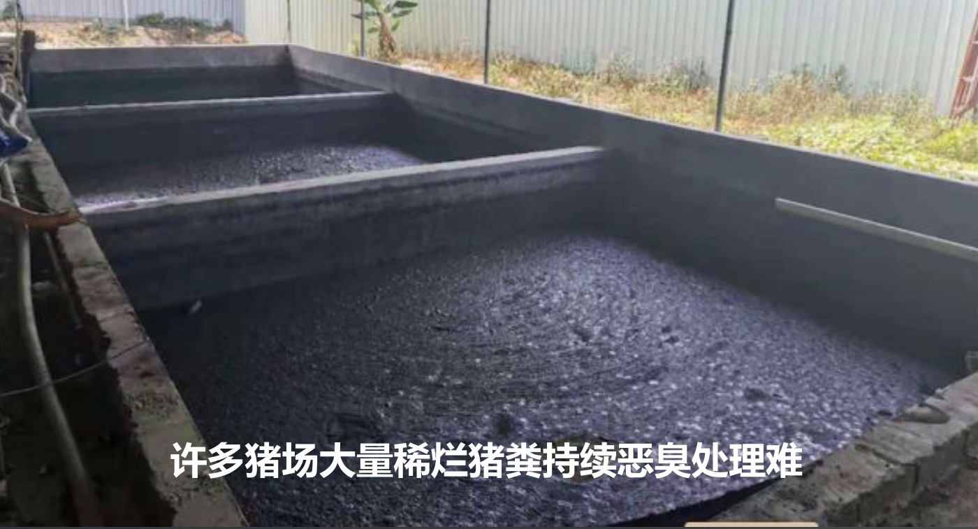 許多豬場大量稀爛豬糞持續惡臭處理難.jpg