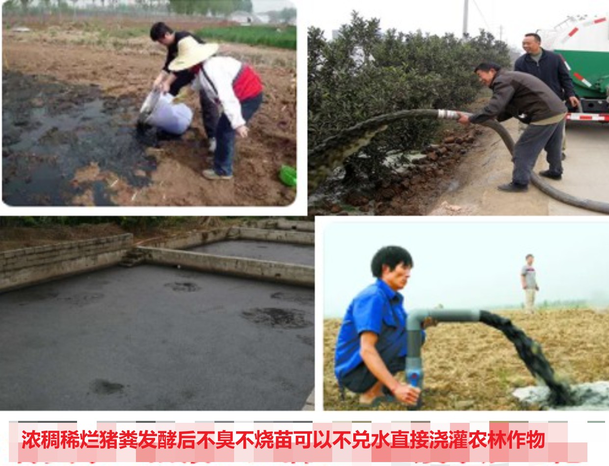 濃稠稀爛豬糞發酵后不臭不燒苗可以不兌水直接澆灌農林作物.jpg